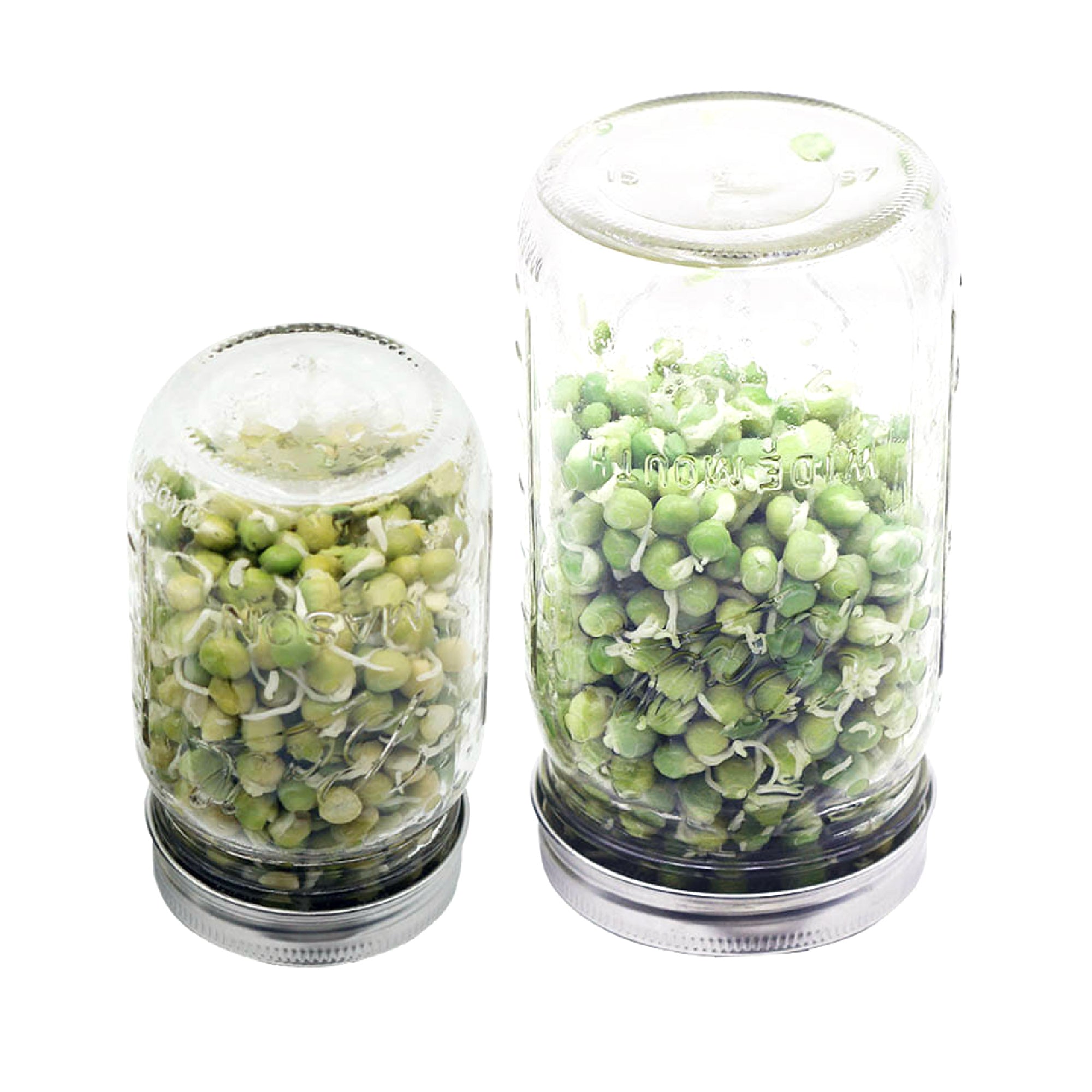 Stainless steel sprouting lids for Mason jars on both regular mouth and wide mouth sized Mason jars.