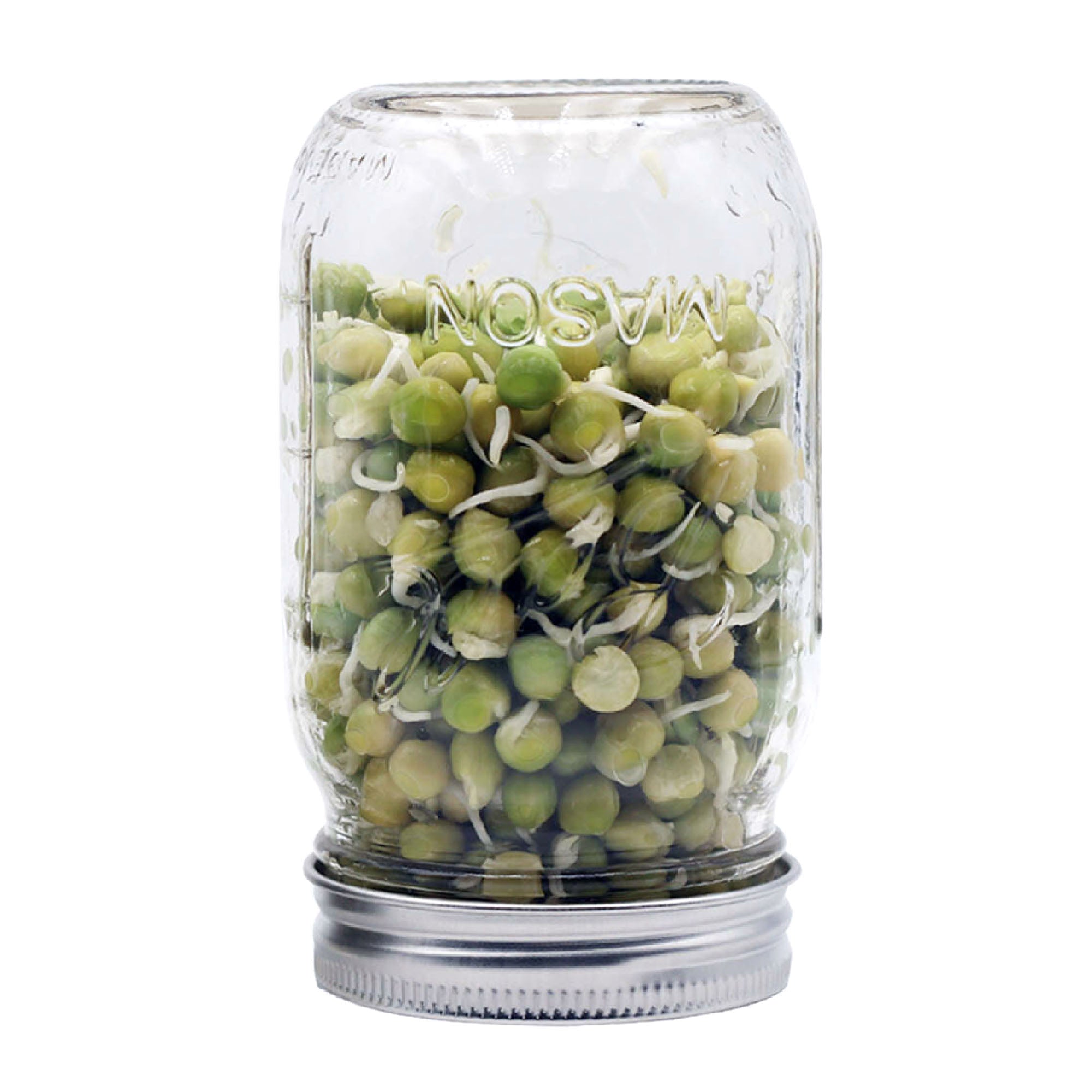 Regular mouth Mason jar with the stainless steel sprouting lid on it, with sprouts in it.