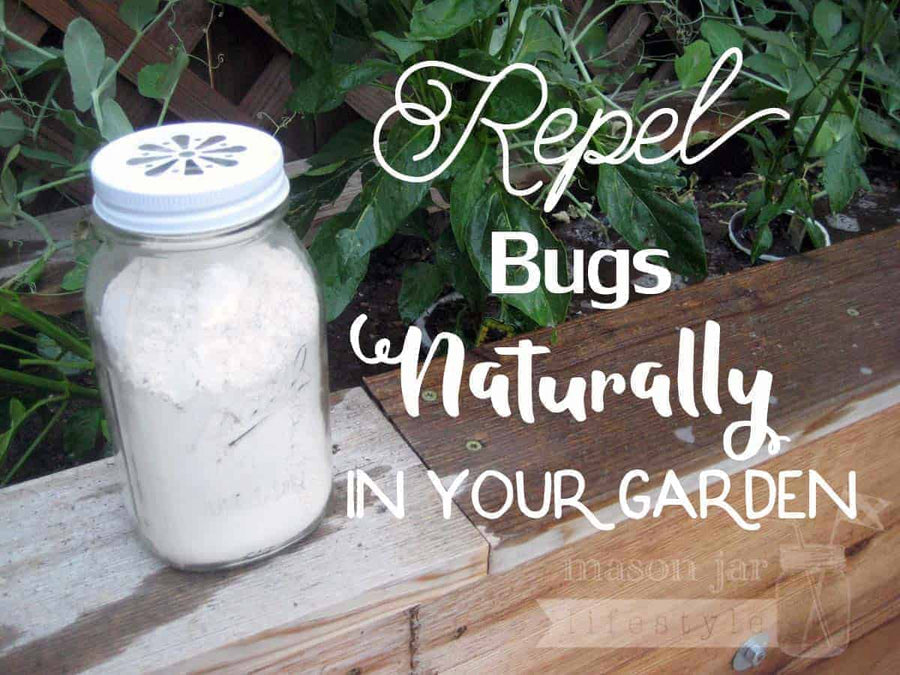 Ball Mason jar garden bug repellent with daisy lid and diatomaceous earth