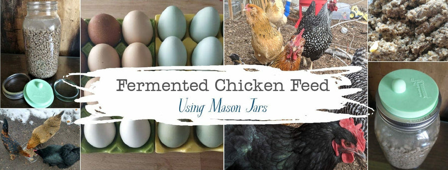 mason-jar-lifestyle-fermented-chicken-feed-backyard-hens-urban-farming-organic-probiotic-make-your-own-homemade-diy-blog-post-header