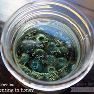Blueberries fermenting in honey in wide mouth quart Mason jar with glass fermentation weights