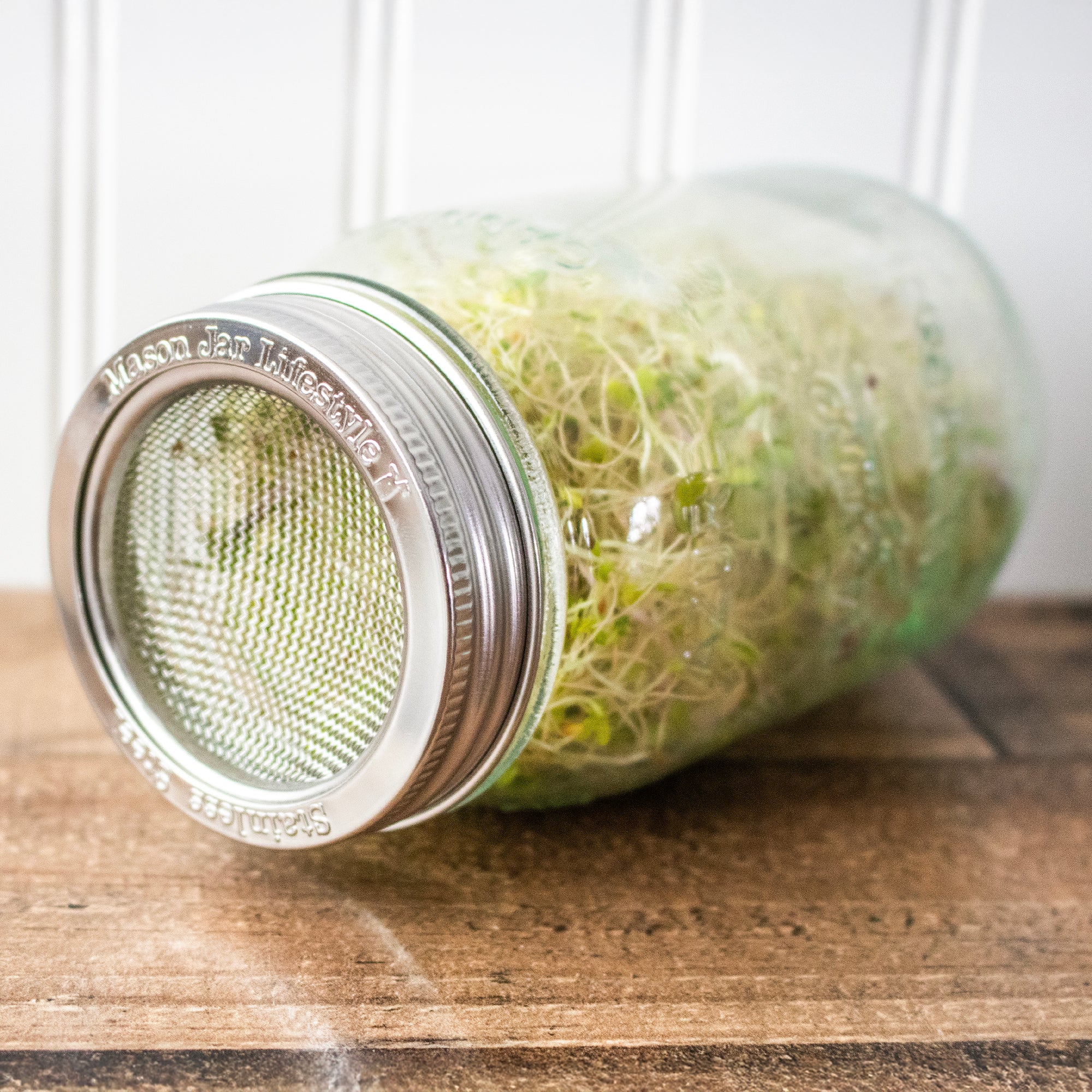 The two piece regular mouth sprouting lid on a regular mouth quart Mason jar.