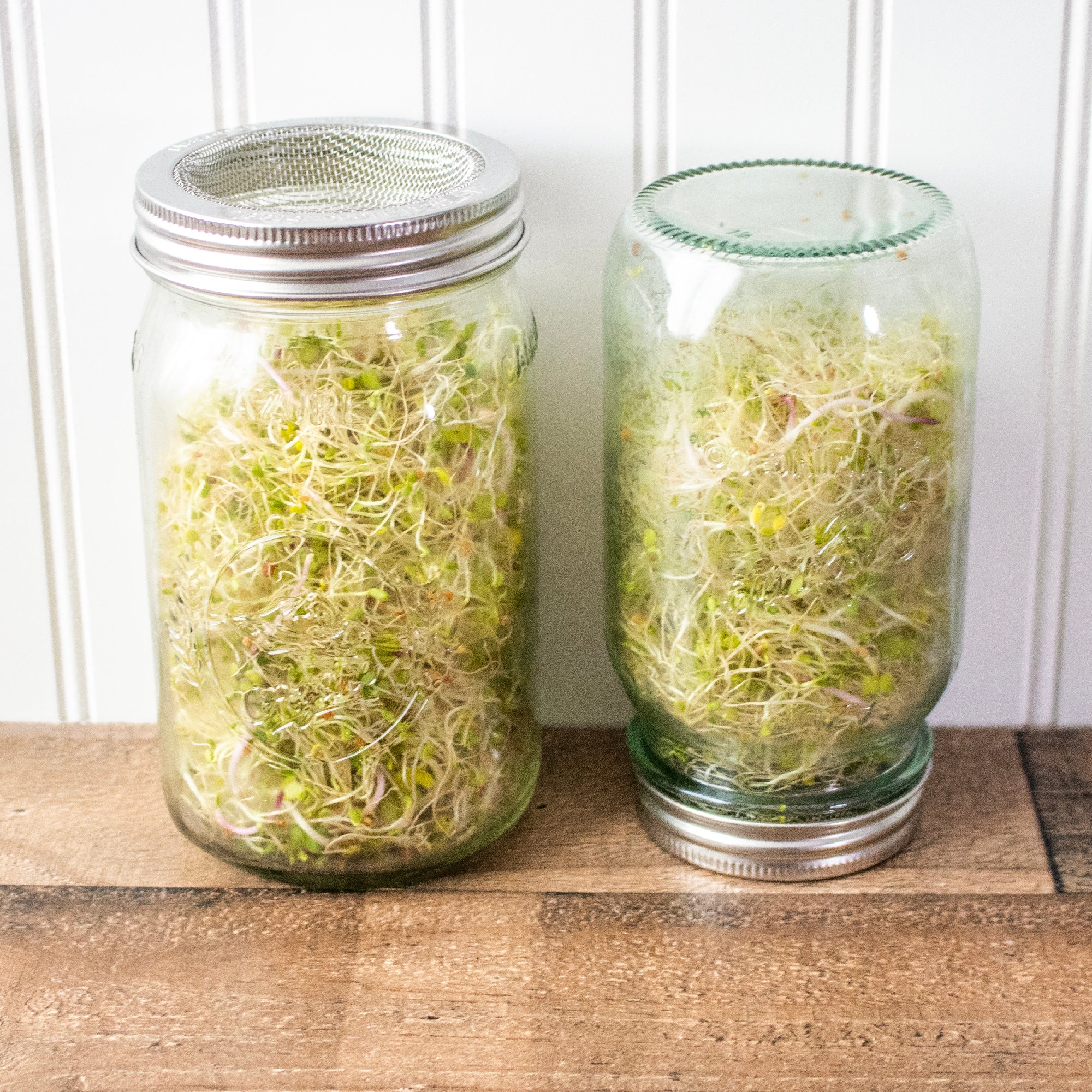 Curved Rust Proof Sprouting Lid and Band for Mason Jars