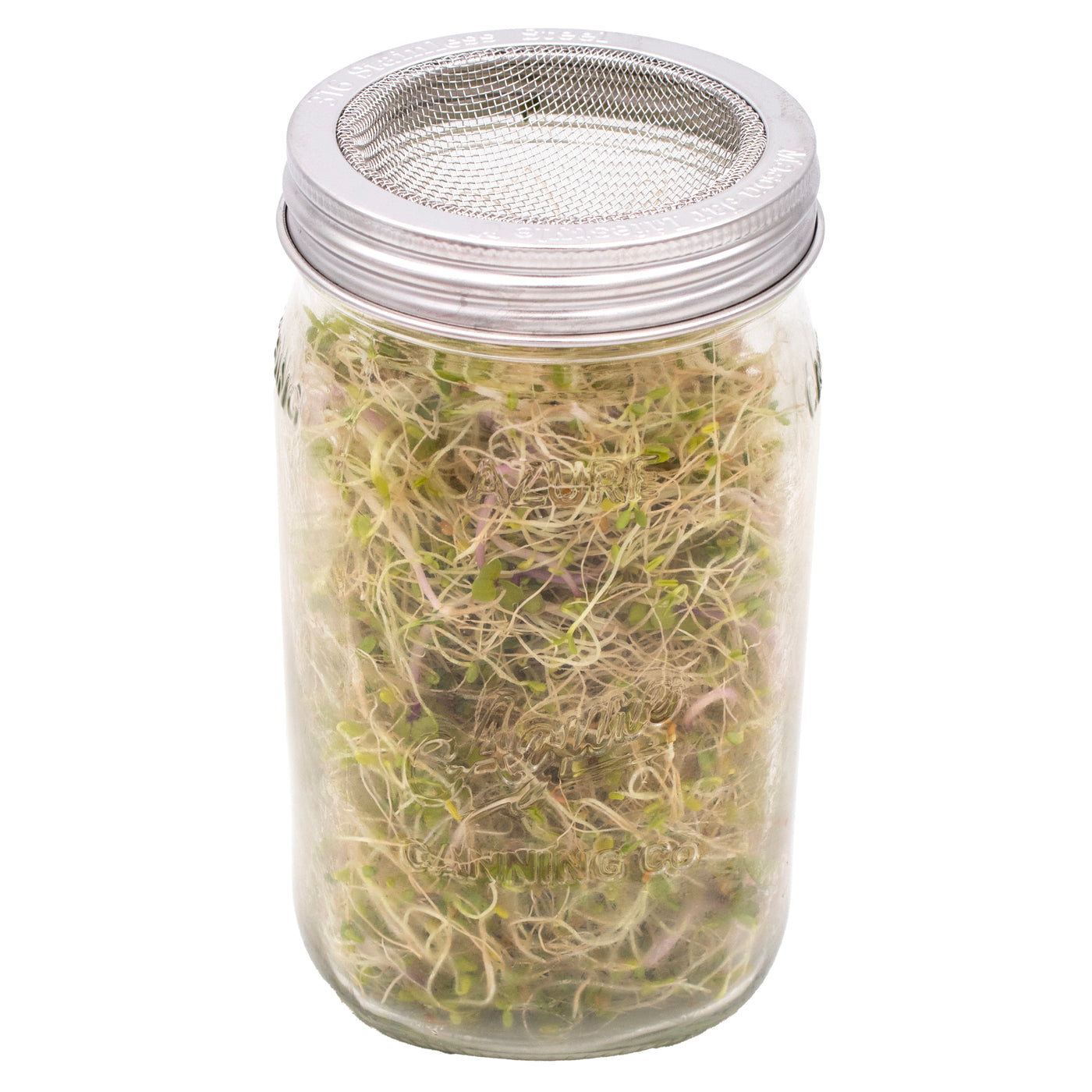 Wide mouth Mason jar with stainless steel sprouting band on top, with sprouts inside.