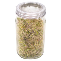 Wide mouth Mason jar with stainless steel sprouting band on top, with sprouts inside.