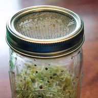 stainless-steel-mesh-sprouting-lid-band-growing-sprouts-wide-mouth-quart-mason-jar-closeup