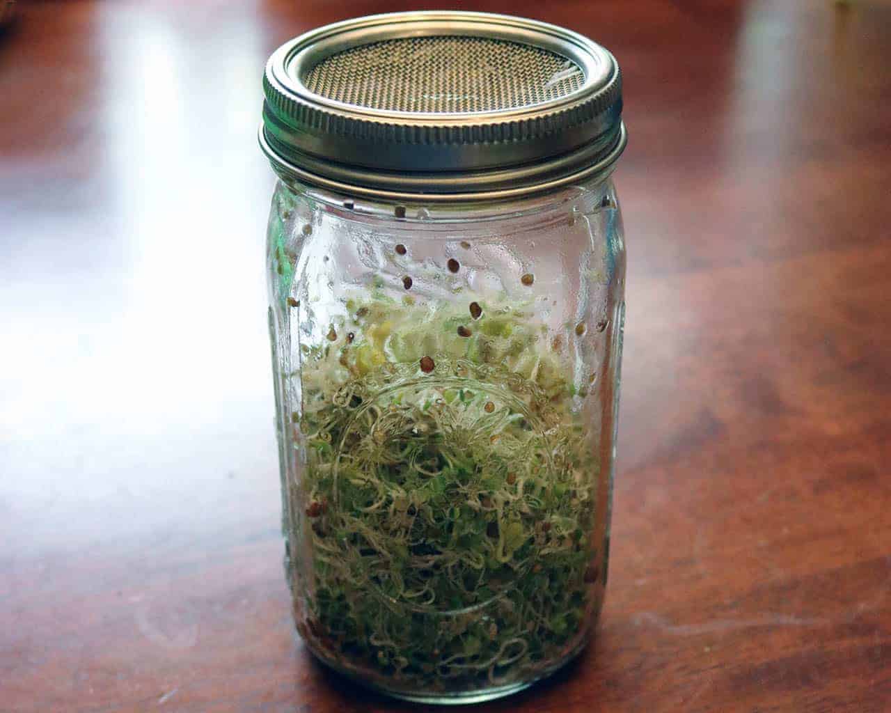 stainless-steel-mesh-sprouting-lid-band-growing-sprouts-wide-mouth-quart-mason-jar