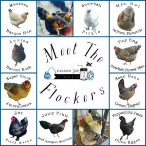 mason-jar-lifestyle-fermented-chicken-feed-backyard-hens-urban-farming-organic-probiotic-meet-the-flockers-blog