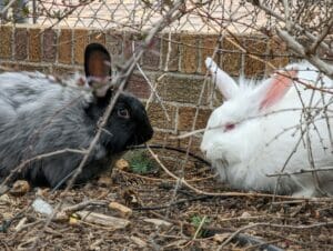 mason-jar-lifestyle-urban-farming-with-mason-jars-blog-post-angora-bunny-rabbits-grey-bun-white-bun-outside